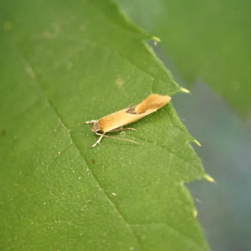 Lesser Tawny Crescent
