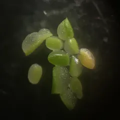 Dotted Watermeal thumbnail 3
