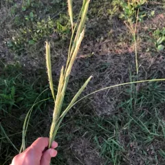 prairie cordgrass thumbnail 3