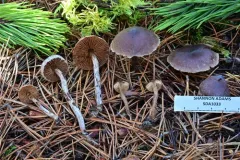 Cortinarius roseomyceliosus thumbnail 2