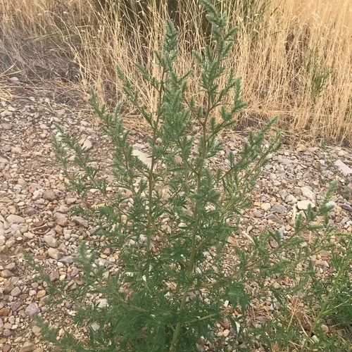 summer-cypress