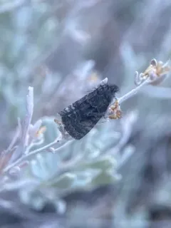 Annaphila danistica thumbnail 1