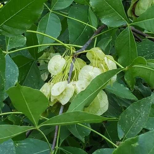 common hoptree