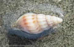 Mangelia crebricostata thumbnail 2