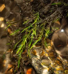 New England Willowmoss thumbnail 2
