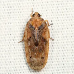 Cixidia septentrionalis thumbnail 2
