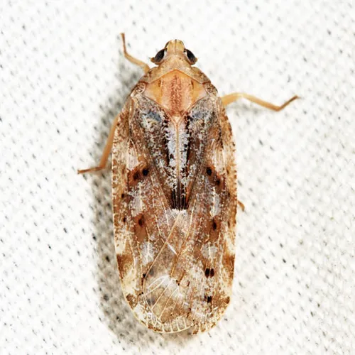 Cixidia slossoni