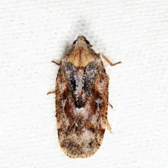 Cixidia variegata thumbnail 2