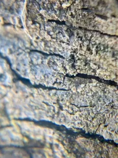 Protoparmelia hypotremella thumbnail 2