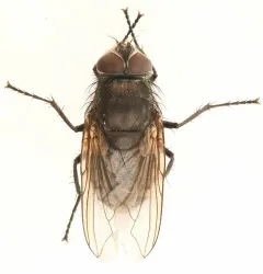 Tufted Clusterfly thumbnail 3