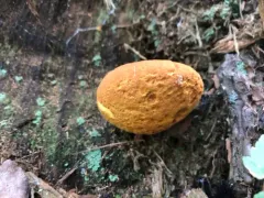 Wood Bolete thumbnail 2
