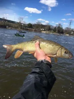River Redhorse thumbnail 3