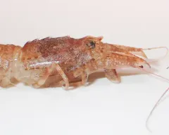 Sars Shrimp thumbnail 1