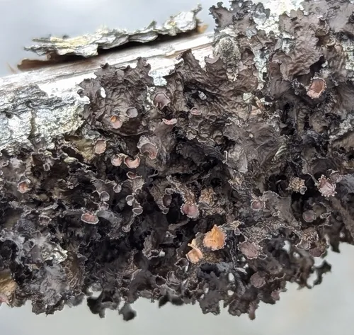 Fringed Wrinkle Lichen
