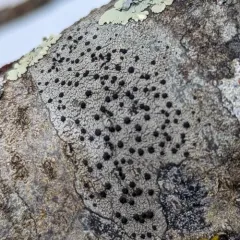 Common Button Lichen thumbnail 4