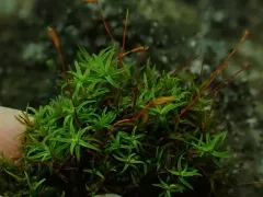 Red Beard-moss thumbnail 2