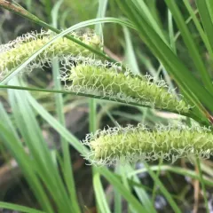 Northwest Territory sedge thumbnail 2