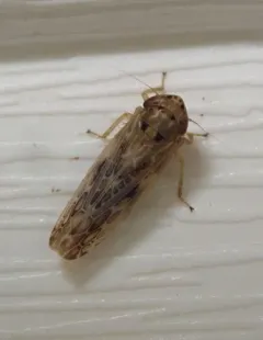 Painted Leafhopper thumbnail 2