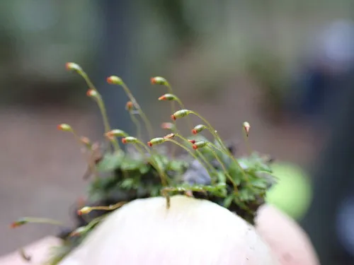 Herzog's Pocket-moss