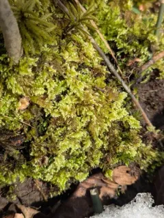 Comb-moss thumbnail 2