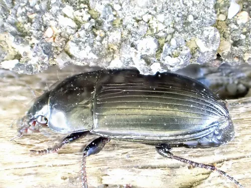 Amara littoralis
