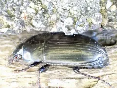 Amara littoralis thumbnail 1