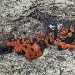 Wasp's Nest Slime Mold thumbnail 4
