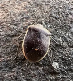 Pale-edged Pentatomid thumbnail 4