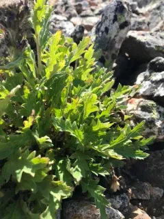 Lyall's Phacelia thumbnail 1