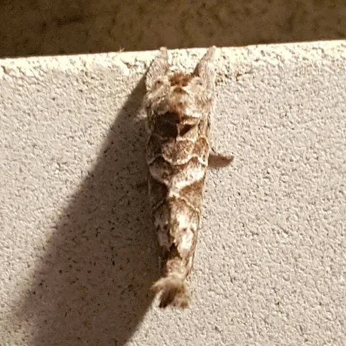 Striped Chocolate-tip Moth