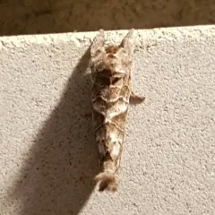 Striped Chocolate-tip Moth thumbnail 1