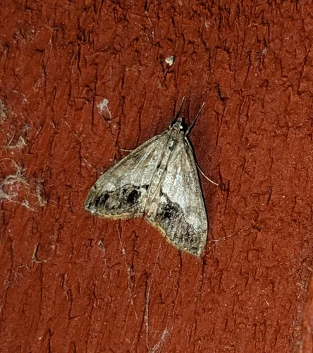 Evergestis funalis