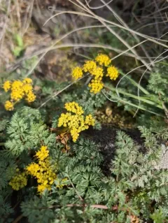 Salmonflower Biscuitroot thumbnail 3