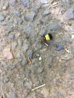 Xanthoepalpus bicolor thumbnail 1