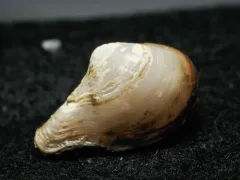Glacial dipperclam thumbnail 2
