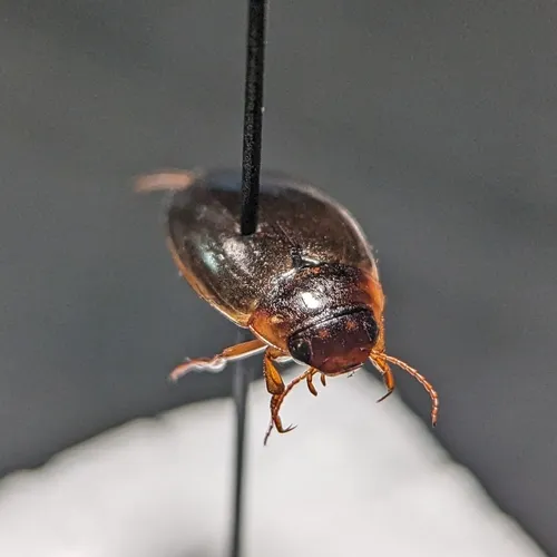 Agabus austinii