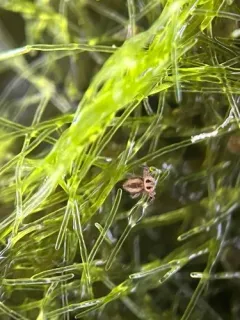 Malmgren's Springtail thumbnail 4
