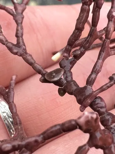Callilithophytum parcum