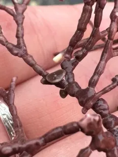 Callilithophytum parcum thumbnail 1
