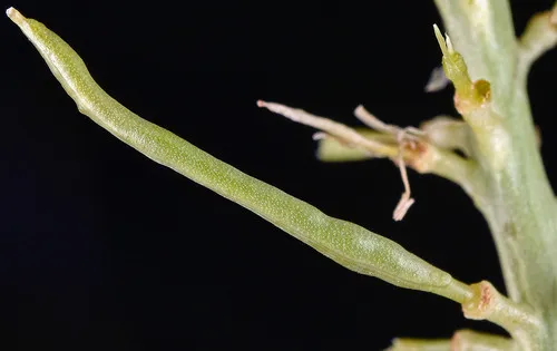 short-podded thelypodium