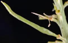 short-podded thelypodium thumbnail 1