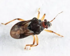 Bueno's Velvet Water Bug thumbnail 2