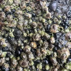 Little Brown Barnacle thumbnail 4