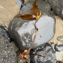 stalked kelp thumbnail 3