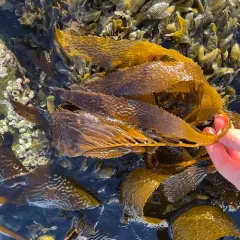 Giant Kelp thumbnail 4