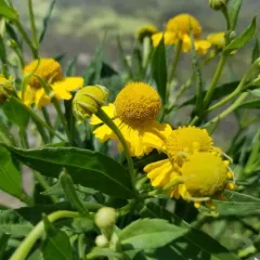 common sneezeweed thumbnail 4