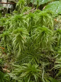 Variegated peat moss thumbnail 4
