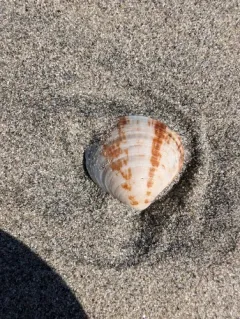 California Bittersweet Clam thumbnail 3