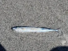 Pacific Saury thumbnail 4