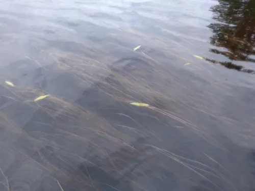 Oakes' Pondweed